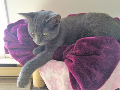 Home visits for cat - Baby Griffon!